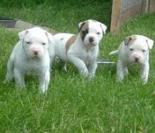 Puppies for sale american bulldog - Portugal, Port