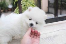 Puppies for sale pomeranian spitz - Estonia, Kohtla-Jarve