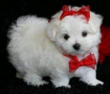 Puppies for sale maltese - Germany, Suhl