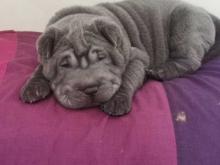 Puppies for sale shar pei - Denmark, Aarhus