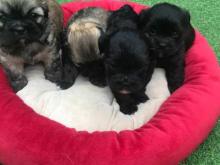 Puppies for sale shih tzu - Czech Republic, Prague