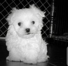 Puppies for sale maltese - Canada, Alberta, Edmonton