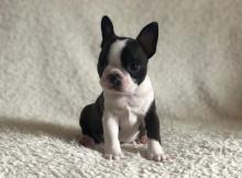 Puppies for sale boston terrier - Canada, Nunavut