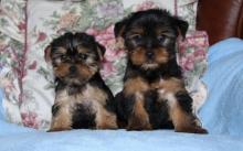 Puppies for sale yorkshire terrier - Canada, Alberta, Edmonton