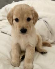 Puppies for sale golden retriever - Russia, Lincoln