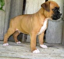 Puppies for sale boxer - United Kingdom, Birmingham. Price 10 €