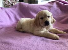 Puppies for sale golden retriever - Canada, Alberta, Edmonton