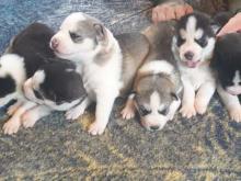 Puppies for sale haski - Cyprus, Limassol. Price 10 €