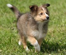 Puppies for sale sheltie (shetland sheepdog) - United Kingdom, Chester. Price 10 €