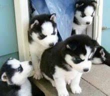 Puppies for sale haski, siberian husky - Portugal, Almada