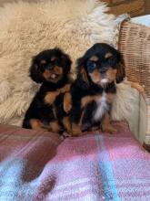 Puppies for sale king charles spaniel - Hungary, Miskolc