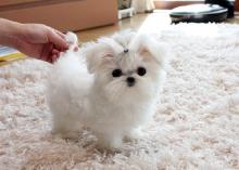 Puppies for sale maltese - United Kingdom, Bradford