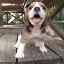 Puppies for sale beagle - Canada, Nunavut