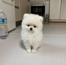 Puppies for sale pomeranian spitz - Portugal, Lisbon