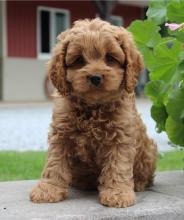 Puppies for sale ,  cockapoo - Turkmenistan, Ashgabat