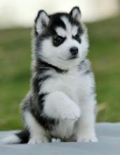 Puppies for sale other breed, siberian husky - Turkmenistan, Ashgabat