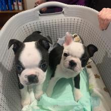 Puppies for sale boston terrier - Russia, Krasnodar