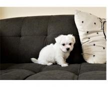 Puppies for sale maltese - Greece, Heraklion