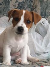 Puppies for sale jack russell terrier - France, Paris