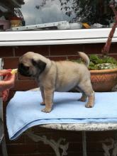 Puppies for sale pug - Slovenia, Belgrade