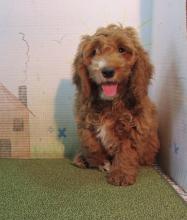 Puppies for sale , cockapoo - Denmark, Kopenagen