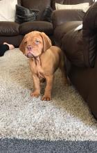 Puppies for sale other breed, dogue de bordeaux - Kyrgyzstan, Bishkek