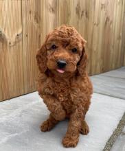 Puppies for sale other breed, cockapoo - Estonia, Kohtla-Jarve