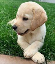 Puppies for sale labrador - Uzbekistan, Fergana