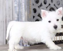 Puppies for sale west highland white terrier - Finland, Oulu