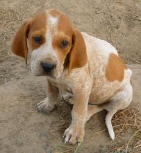 Puppies for sale , american english coonhound - France, Limoges