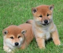 Puppies for sale other breed, shiba inu - Portugal, Portalegre