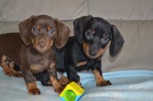 Puppies for sale dachshund - Portugal, Portalegre