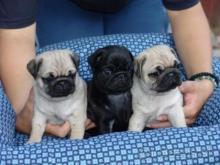 Puppies for sale pug - Portugal, SetГєbal