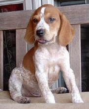 Puppies for sale , american english coonhound - Belgium, Brussels