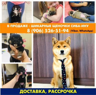 Продам щенка Акита, акита-ину - Россия, Москва