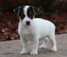 Puppies for sale jack russell terrier - Turkmenistan, Ashgabat