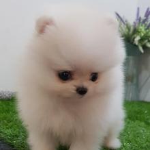 Puppies for sale pomeranian spitz - Austria, Vienna