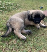 Puppies for sale anatolian shepherd dog - Tajikistan, Dushanbe