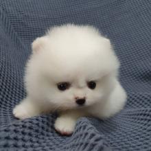 Puppies for sale pomeranian spitz - Germany, Baden-Baden