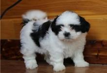 Puppies for sale shih tzu - Ukraine, Kherson