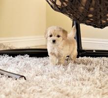 Puppies for sale , cokapoo - Belgium, Brussels