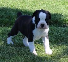 Puppies for sale boxer - Kazakhstan, Taraz