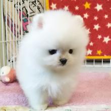 Puppies for sale pomeranian spitz - Greece, Athens