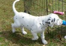 Puppies for sale dalmatian - Portugal, Mirandela