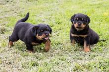 Puppies for sale rottweiler - Portugal, Mirandela