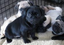 Puppies for sale pug - Greece, Athens