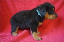 Puppies for sale rottweiler - Bulgaria, Sliven