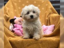 Puppies for sale , bolonka - Belarus, Gomel