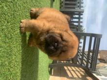 Puppies for sale chow chow - Luxembourg, Luxembourg. Price 21 €