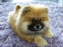 Puppies for sale chow chow - United Kingdom, Middlesbrough. Price 21 €